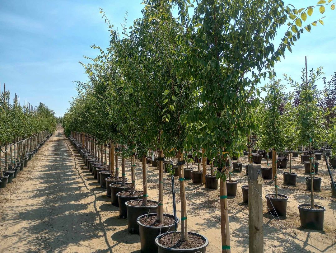 Musashino Columnar Zelkova Tree Garden Gate Nursery